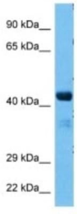 SYAP1 Rabbit anti-Mouse, Polyclonal, Novus Biologicals 100 &mu;g; Unconjugated:Antibodies,